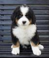 Puppies for sale Ireland, Dublin, Galway Bernese Mountain Dog