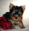 Puppies for sale Hungary, Budapest Yorkshire Terrier