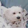 Puppies for sale Germany, Freiburg Maltese