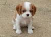 Puppies for sale Hungary, Budapest King Charles Spaniel