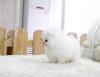 Puppies for sale Belgium, Bruges Pomeranian Spitz