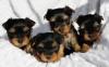 Puppies for sale Spain, Madrid Yorkshire Terrier