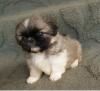 Puppies for sale Ireland, Dublin, Galway Pekinese