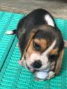 Puppies for sale Azerbaijan, Lankaran Beagle