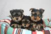 Puppies for sale Poland, Warsaw Yorkshire Terrier