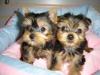 Puppies for sale Greece, Athens Yorkshire Terrier
