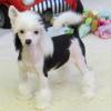 Puppies for sale Ireland, Dublin, Galway Chinese crested dog