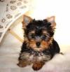 Puppies for sale Germany, Berlin Yorkshire Terrier