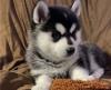 Puppies for sale Germany, Berlin , Pomsky