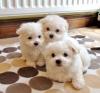 Puppies for sale Belgium, Brussels Maltese
