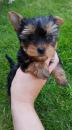 Puppies for sale Italy, Rome Yorkshire Terrier