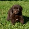 Puppies for sale Italy, Turin Newfoundland
