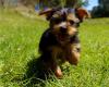 Puppies for sale Italy, Milan Yorkshire Terrier