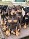 Puppies for sale Cyprus, Paphos Doberman