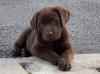 Puppies for sale Germany, Cologne Labrador