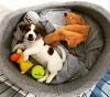 Puppies for sale Poland, Tarnow Jack Russell Terrier