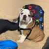 Puppies for sale Italy, Bari English Bulldog