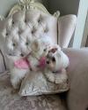 Puppies for sale Cyprus, Protaras Maltese