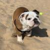 Puppies for sale Belgium, Brussels English Bulldog