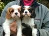 Puppies for sale Cyprus, Limassol King Charles Spaniel