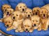Puppies for sale Cyprus, Larnaca Golden Retriever