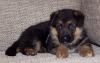 Puppies for sale Ireland, Cork, Kilkenny German Shepherd Dog
