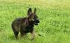 Puppies for sale Poland, Warsaw German Shepherd Dog