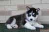 Puppies for sale Ireland, Cork, Kilkenny Haski