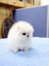 Puppies for sale Belgium, Bruges Pomeranian Spitz