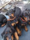 Puppies for sale Cyprus, Nicosia Doberman