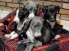 Puppies for sale Denmark, Kopenagen Italian Greyhound