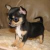 Puppies for sale Belgium, Brussels Chihuahua