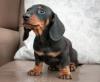 Puppies for sale Cyprus, Larnaca Dachshund