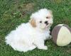 Puppies for sale Spain, Segovia Maltese