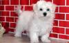 Puppies for sale Belgium, Bruges Maltese