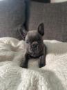 Puppies for sale Cyprus, Paphos French Bulldog