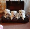 Puppies for sale Cyprus, Maltese