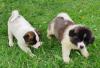 Puppies for sale Italy, Rome Akita