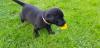 Puppies for sale Poland, Warsaw Labrador