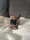 Puppies for sale Germany, Dusseldorf French Bulldog