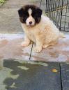 Puppies for sale Cyprus, Paphos Akita