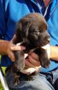 Puppies for sale France, Lion Labrador