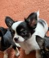 Puppies for sale Cyprus, Nicosia Chihuahua