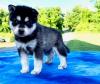 Puppies for sale Cyprus, Nicosia Kai, Alaskan klee kai