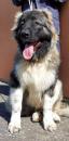 Продам щенка Slovenia, Novi Sad Caucasian Shepherd Dog