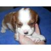 Puppies for sale Cyprus, Nicosia Bernese Mountain Dog