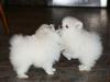 Puppies for sale Germany, Berlin , Pomeranian