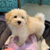 Puppies for sale Germany, Essen Havanese