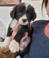 Puppies for sale Cyprus, Nicosia Border Collie