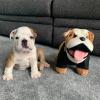 Puppies for sale Spain, Murcia English Bulldog